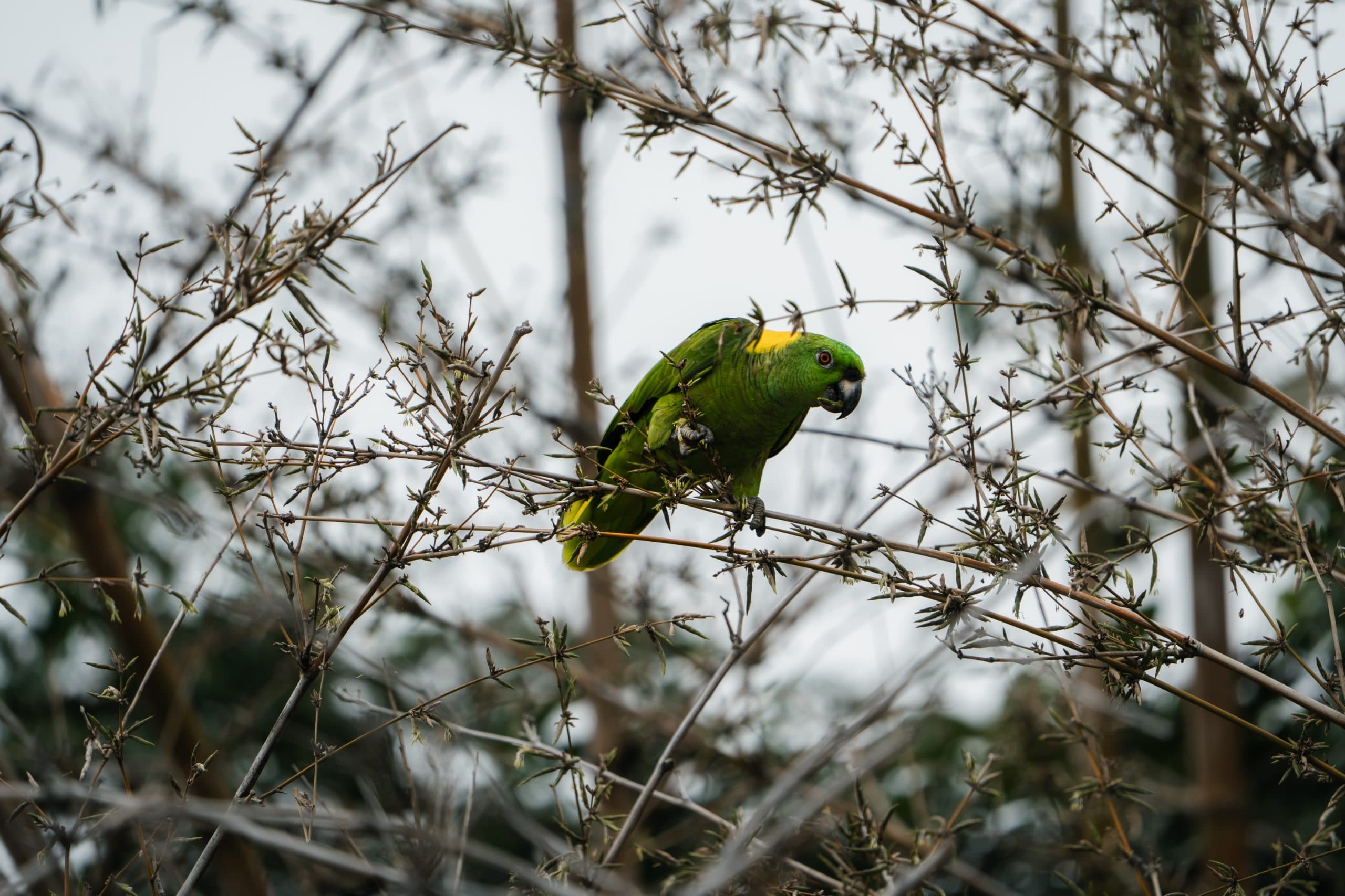 Tamarindo Estuary Boat Tour, photo 5