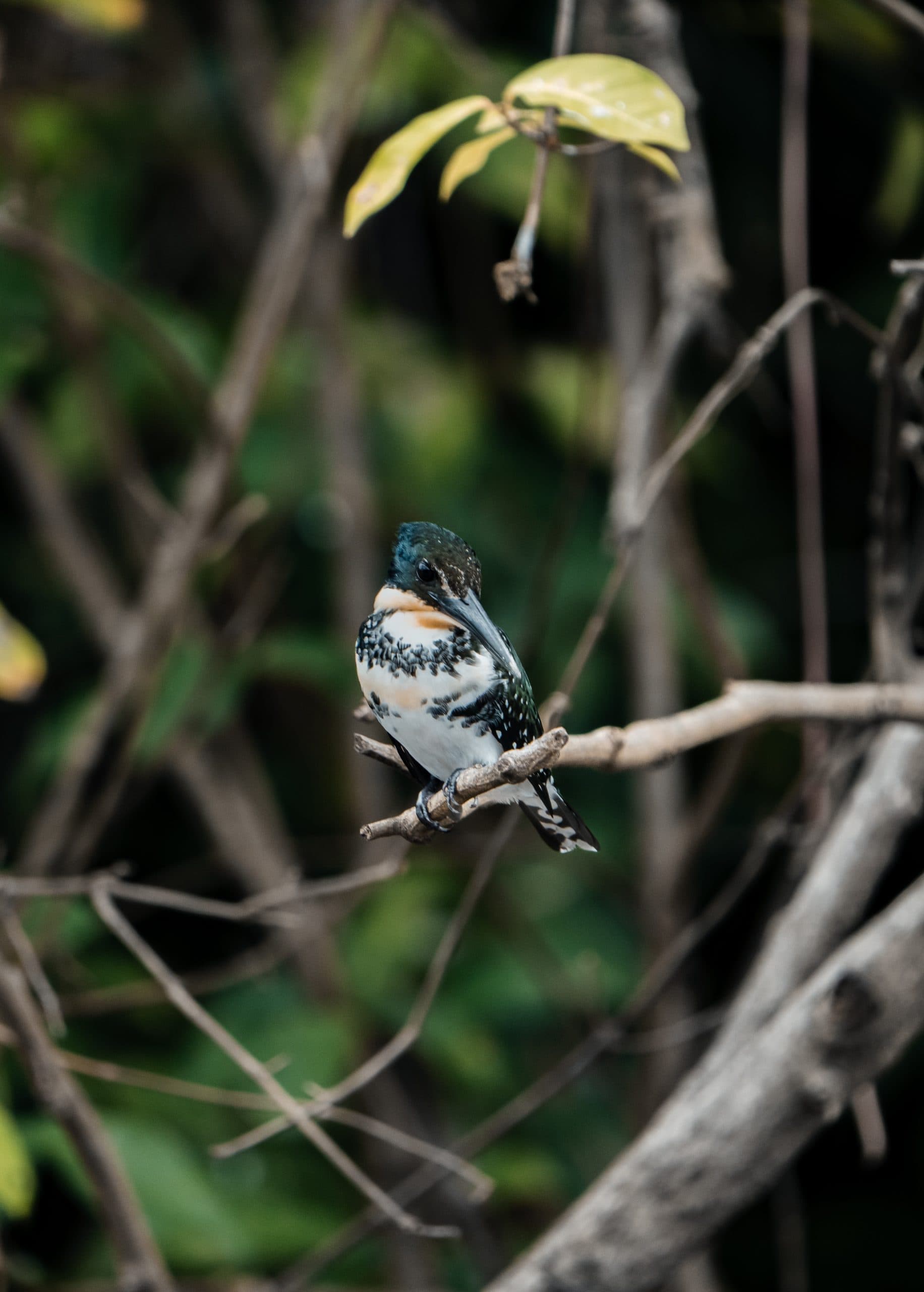 Tamarindo Estuary Boat Tour, photo 6