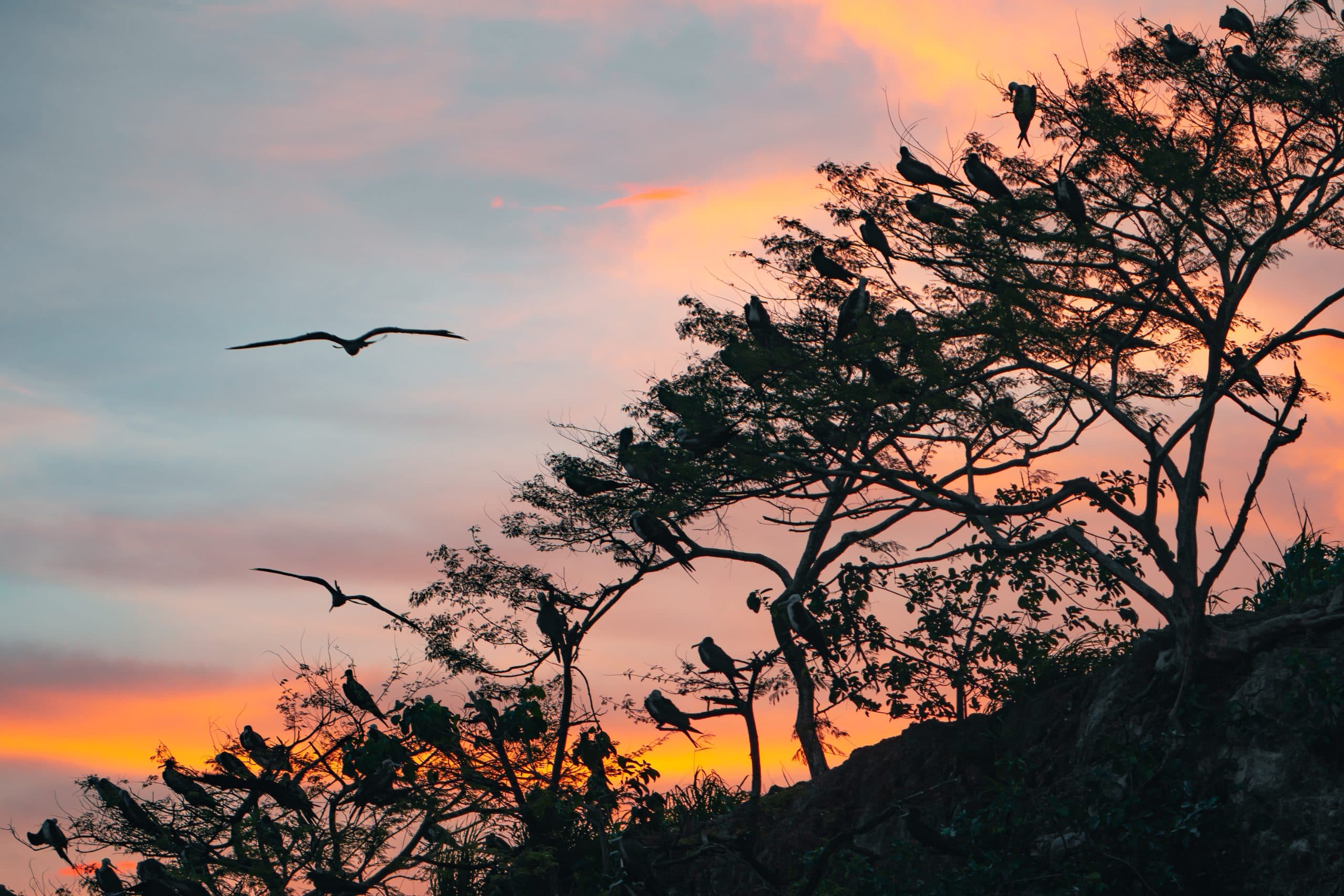 Tamarindo Estuary Boat Tour, photo 1