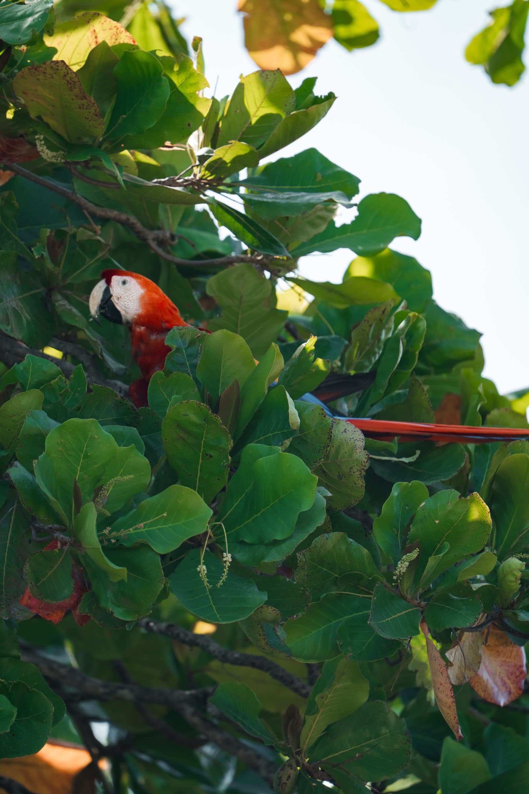 Palo Verde Wetlands Boat Tour, photo 6