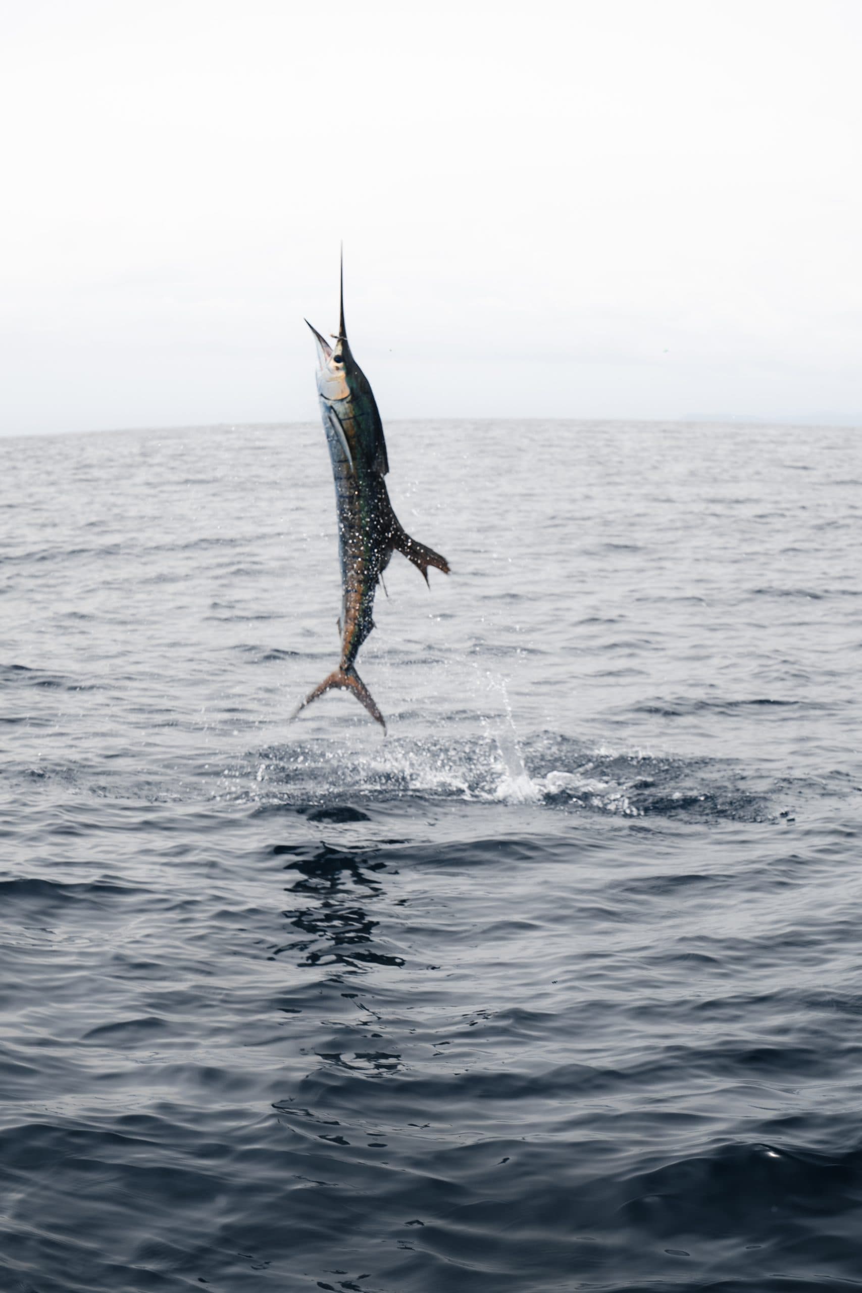 Tamarindo Sport Fishing Charter (Small Boat, Up to 4), photo 5