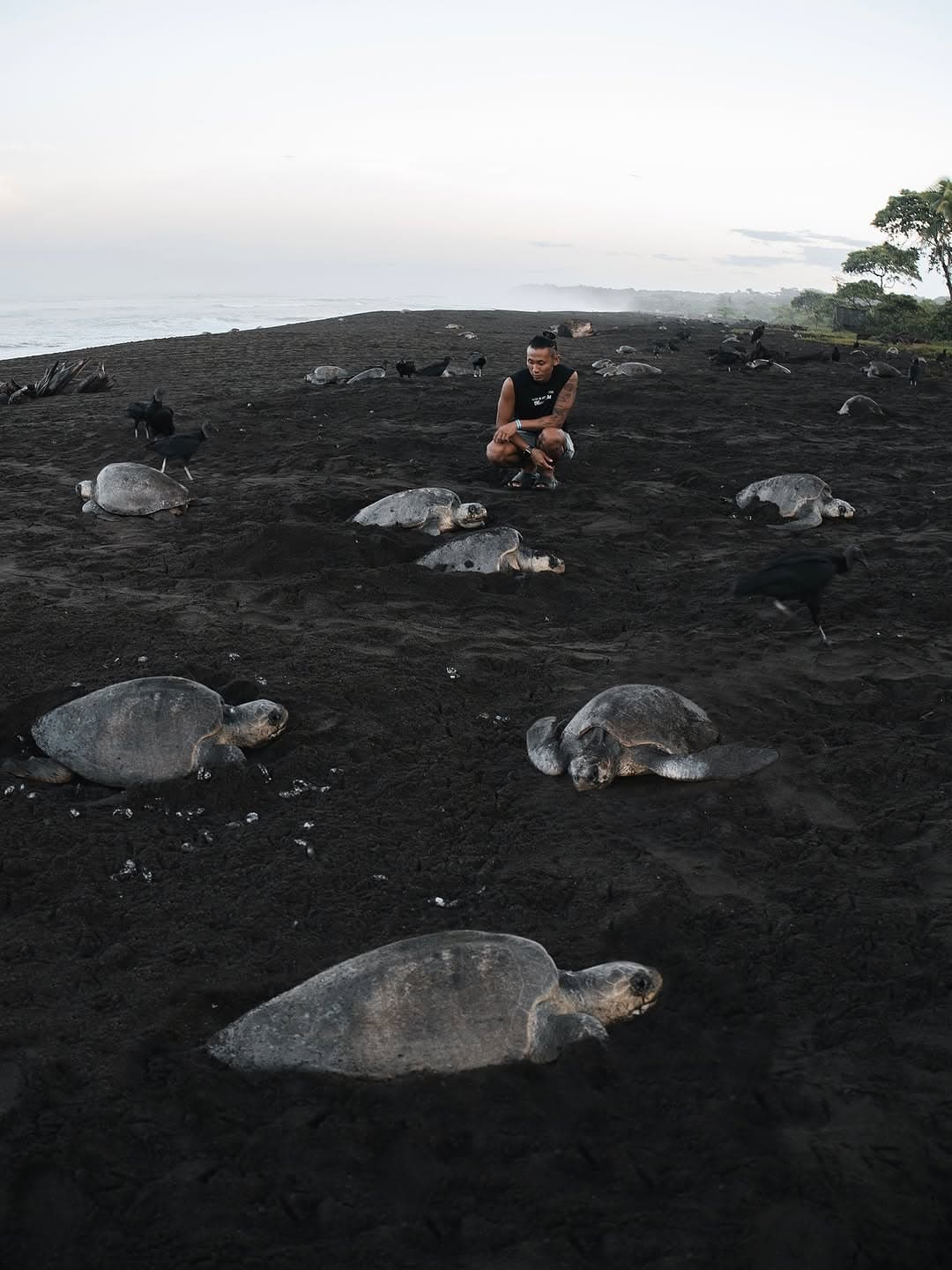Tamarindo Turtle Nesting Tour