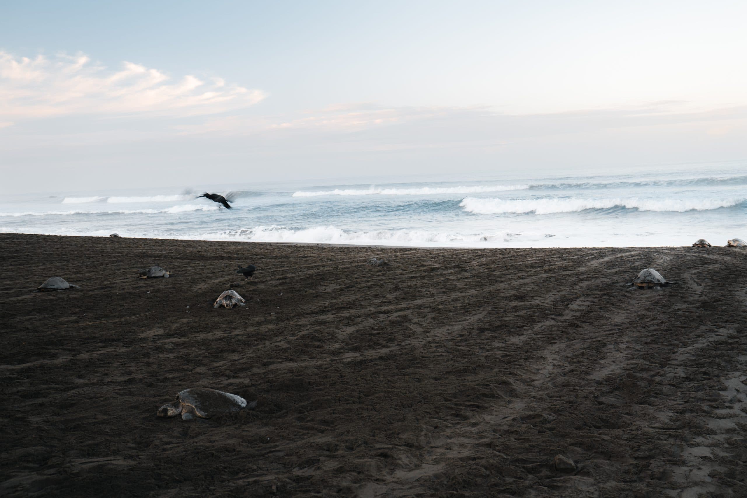 Tamarindo Turtle Nesting Tour, photo 3