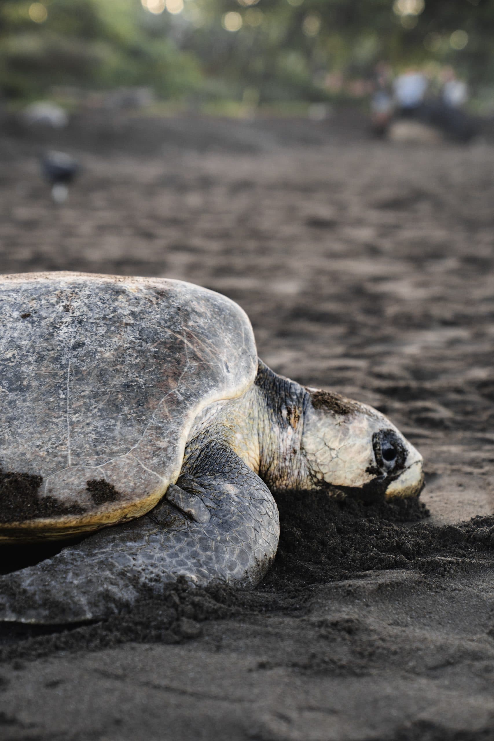Tamarindo Turtle Nesting Tour, photo 6