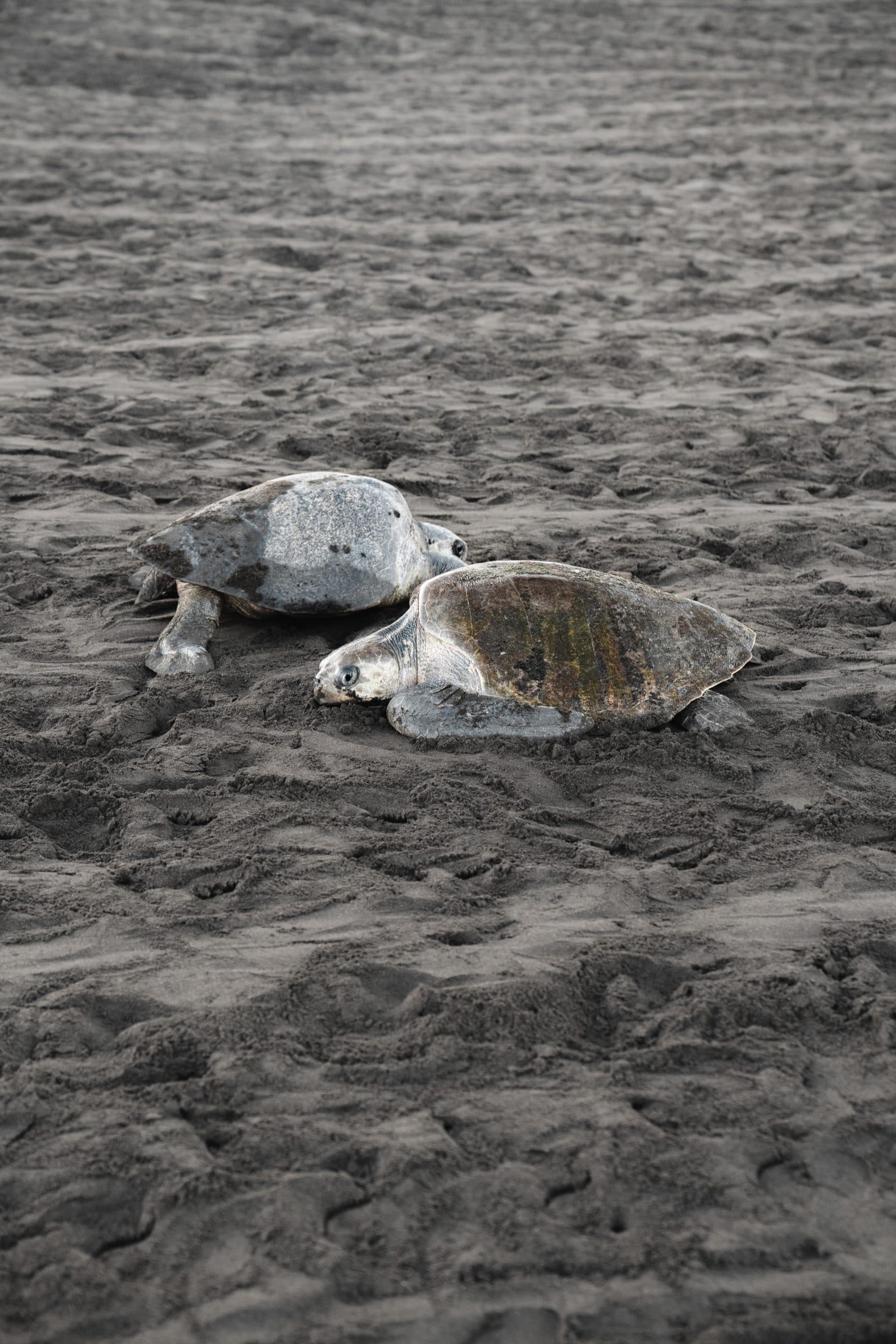 Tamarindo Turtle Nesting Tour, photo 4