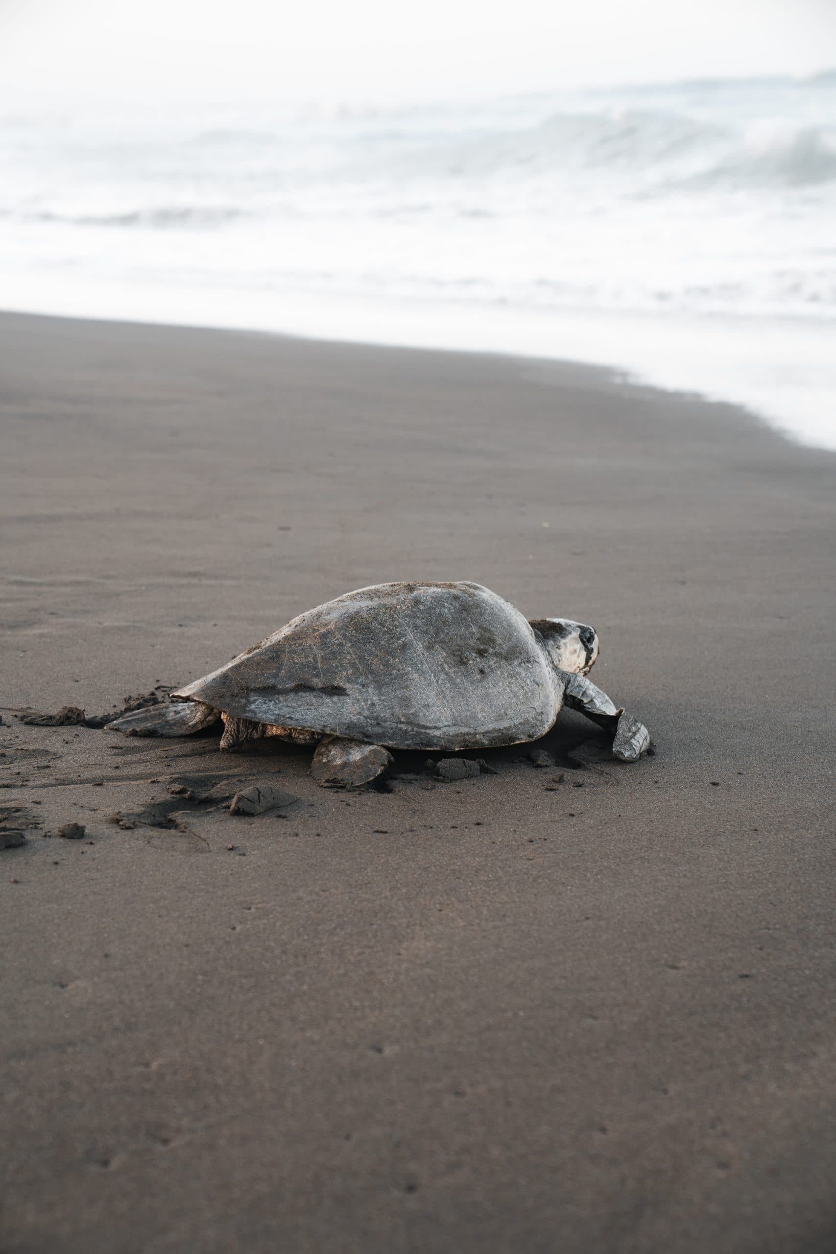 Tamarindo Turtle Nesting Tour, photo 5