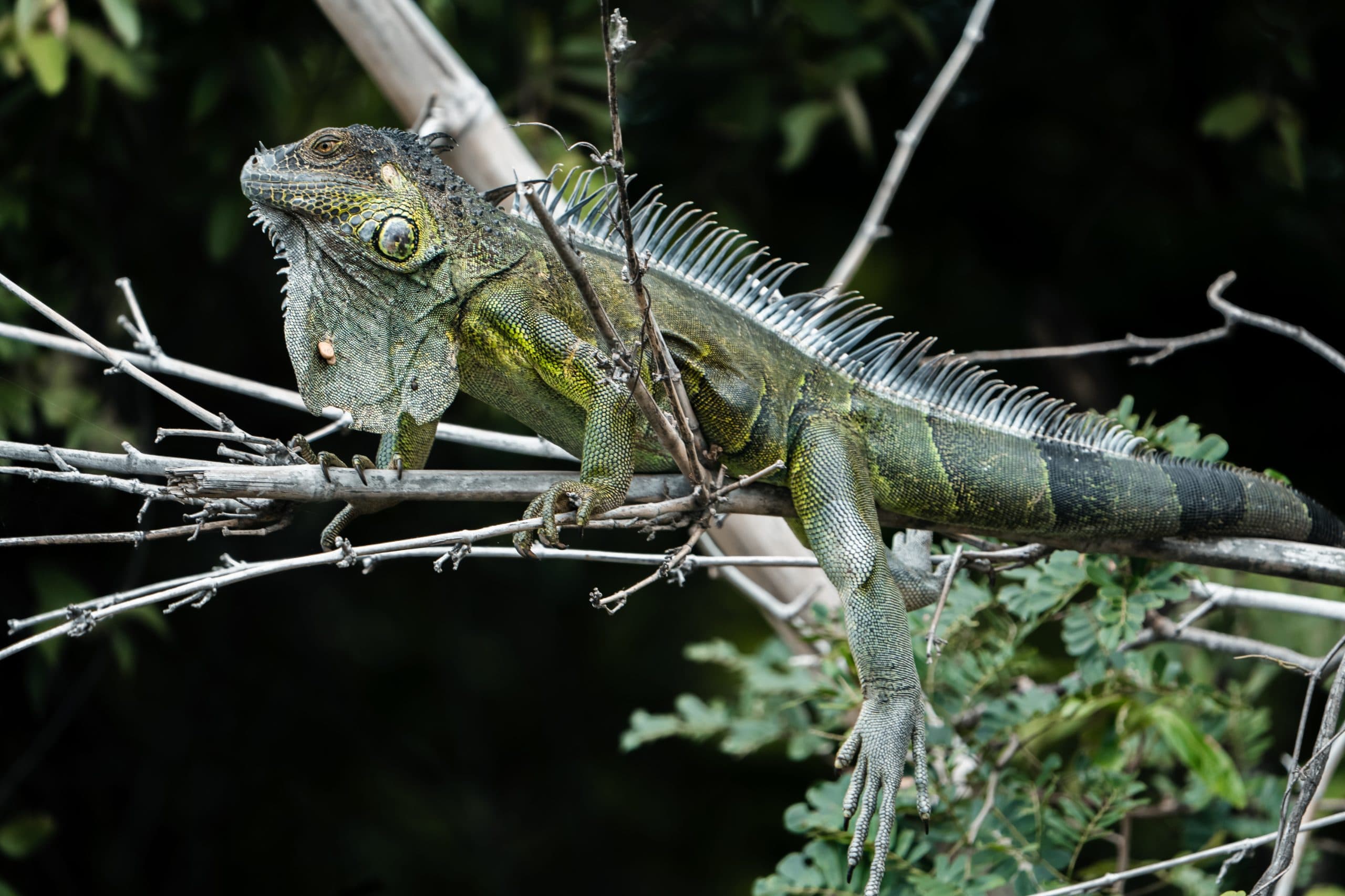 Tamarindo Estuary Boat Tour, photo 4