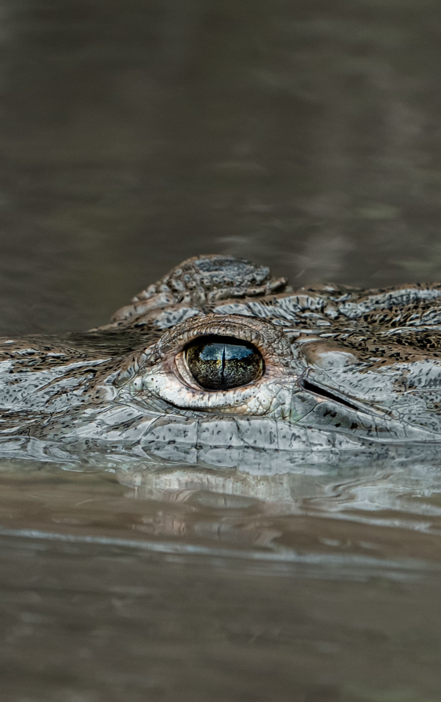 Tamarindo Estuary Boat Tour, photo 2