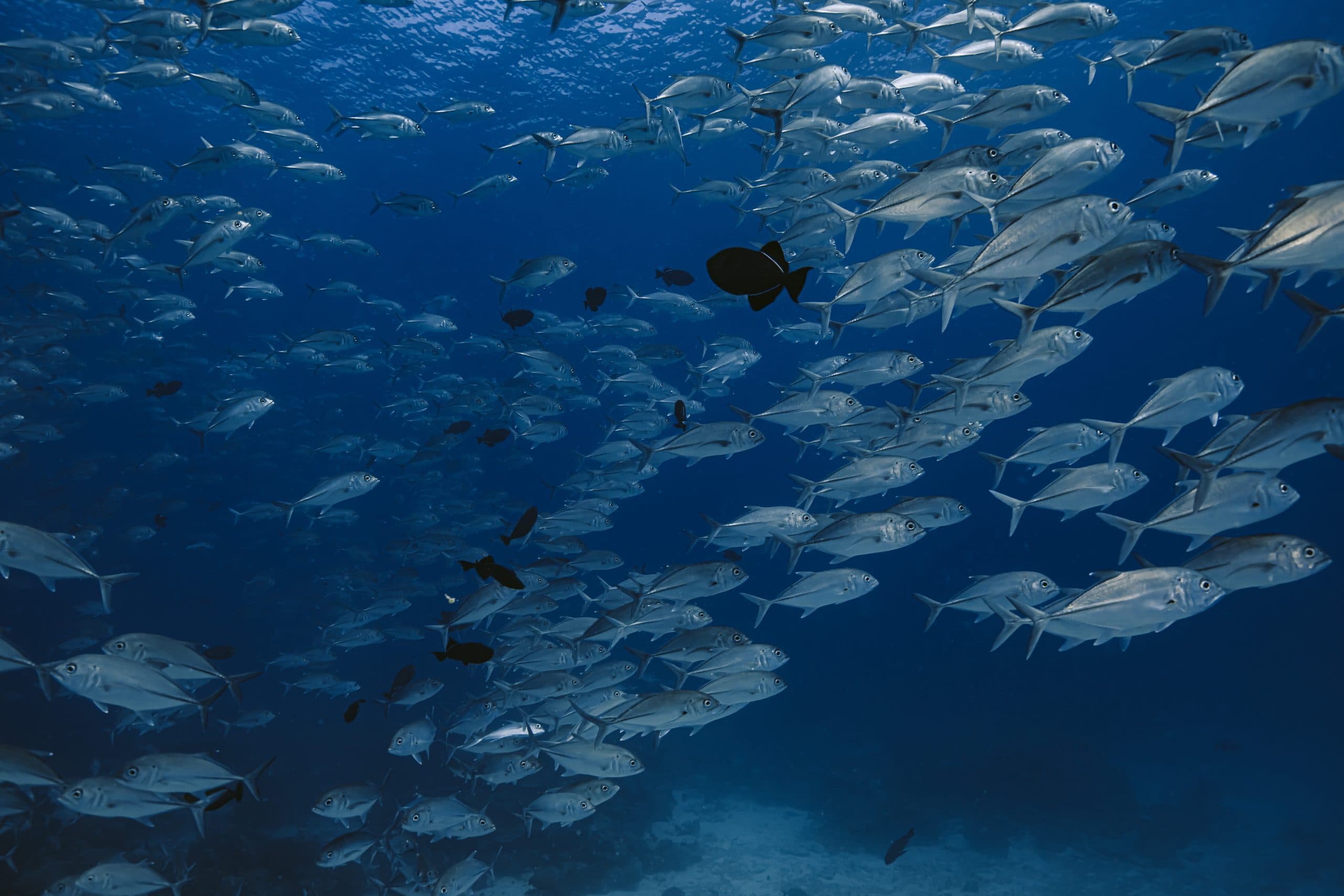 Tamarindo Snorkeling Tour, photo 1