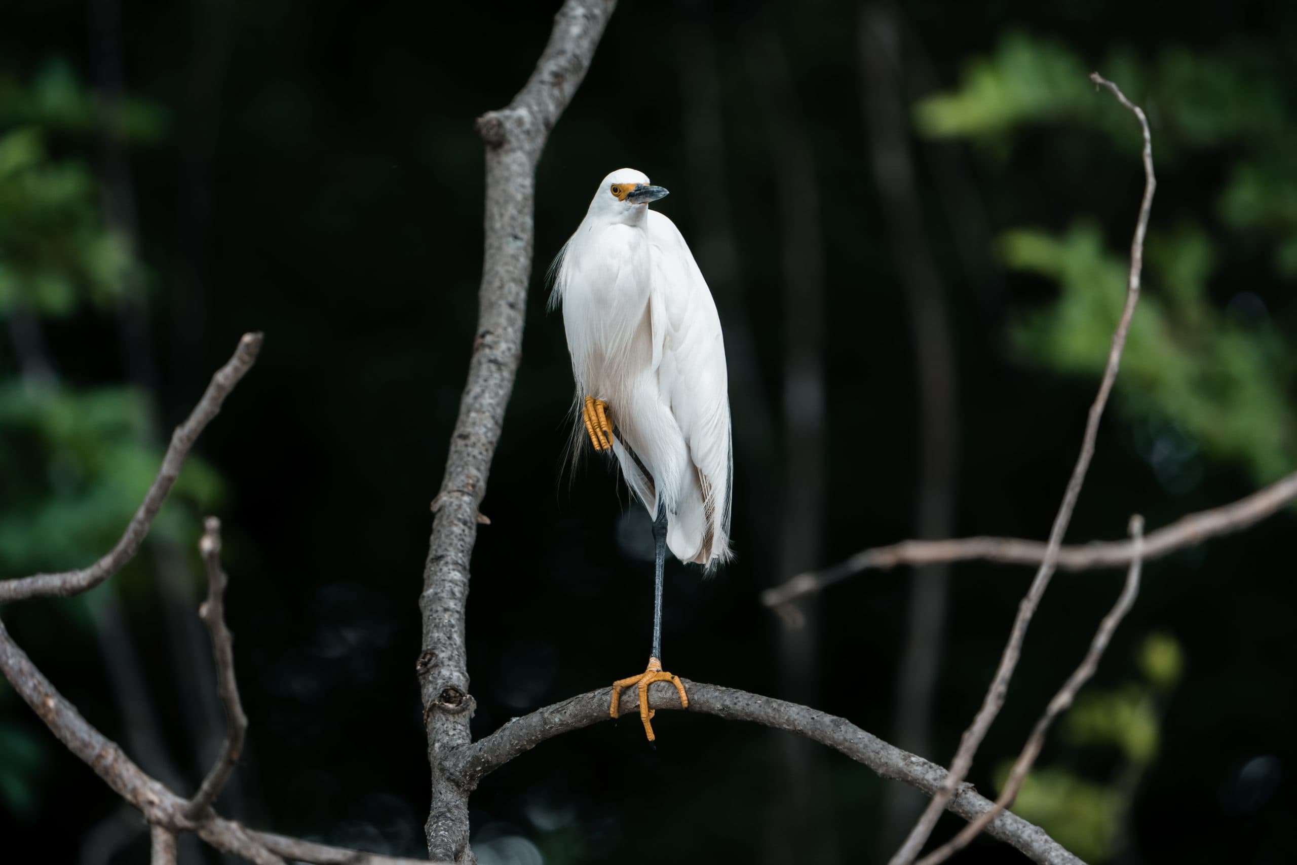 Tamarindo Estuary Boat Tour, photo 3