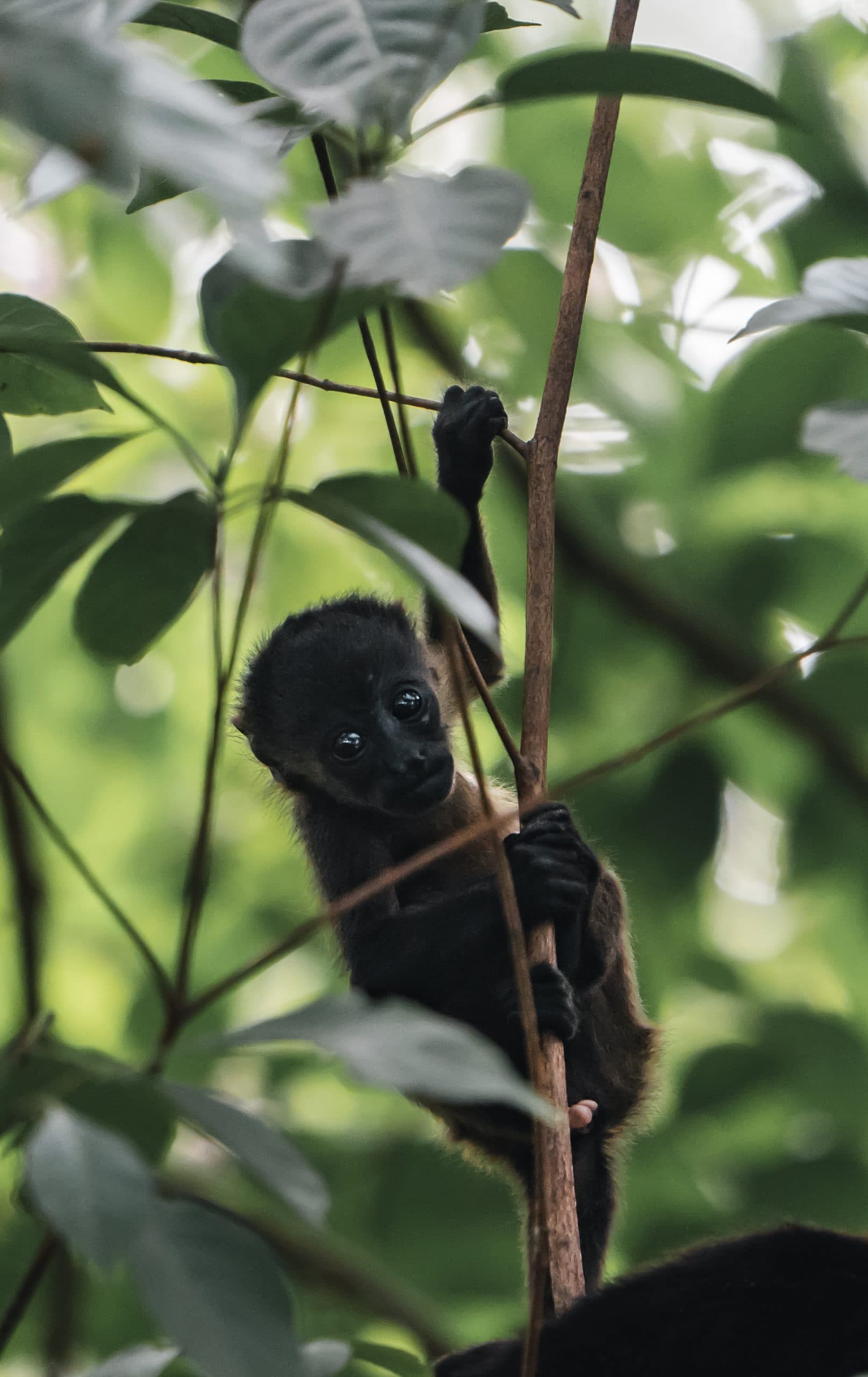 Ponderosa Safari & La Perla Waterfall, photo 6