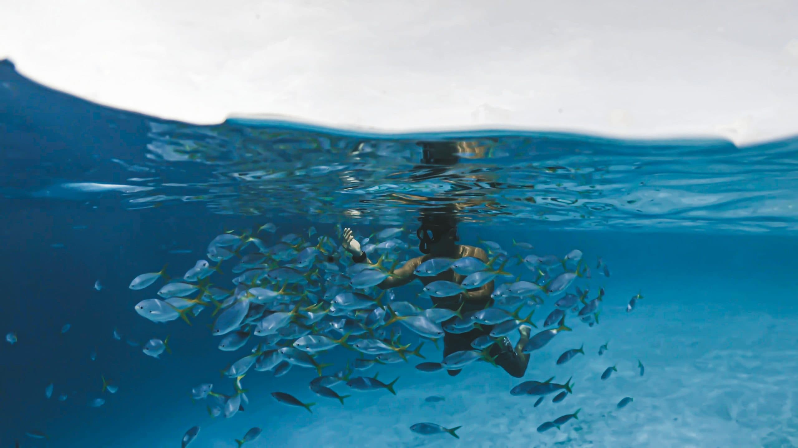 Tamarindo Snorkeling Tour