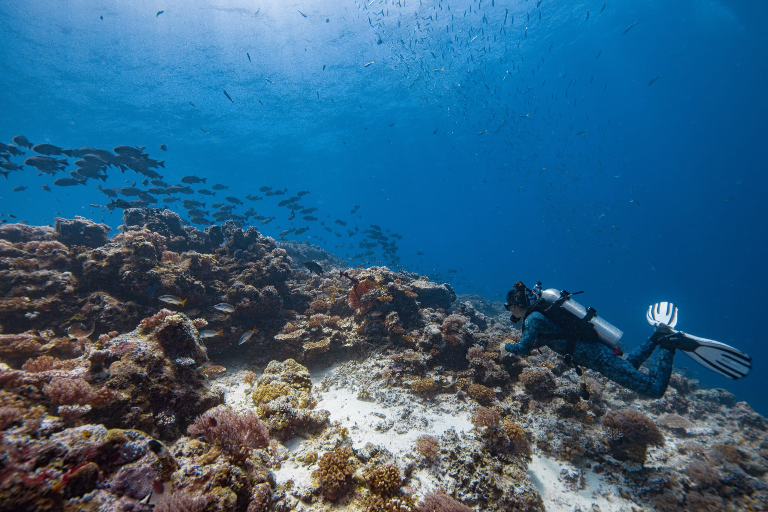 Tamarindo Scuba Diving Tour, photo 4