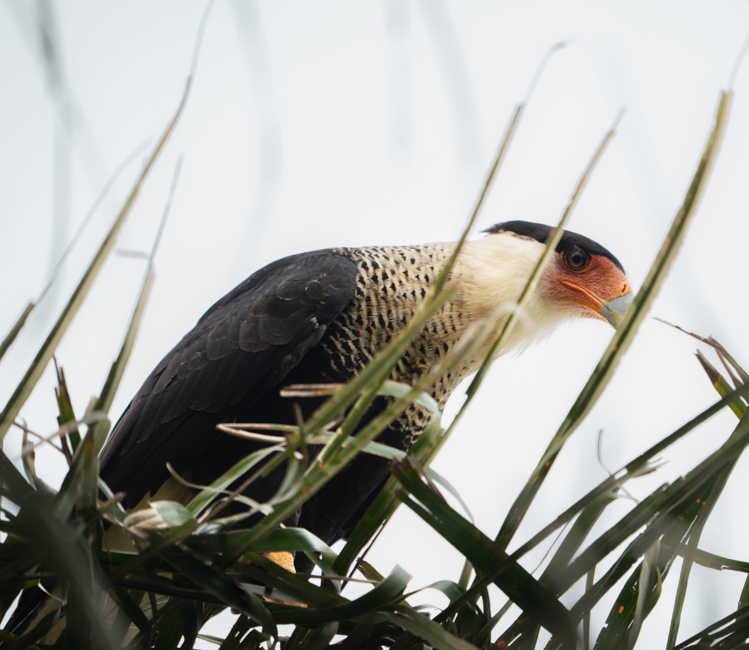 Palo Verde Wetlands Boat Tour, photo 4