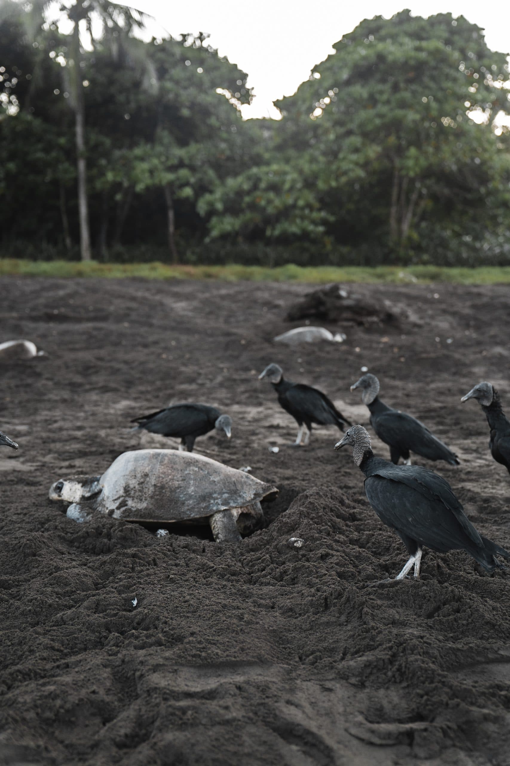 Tamarindo Turtle Nesting Tour, photo 2