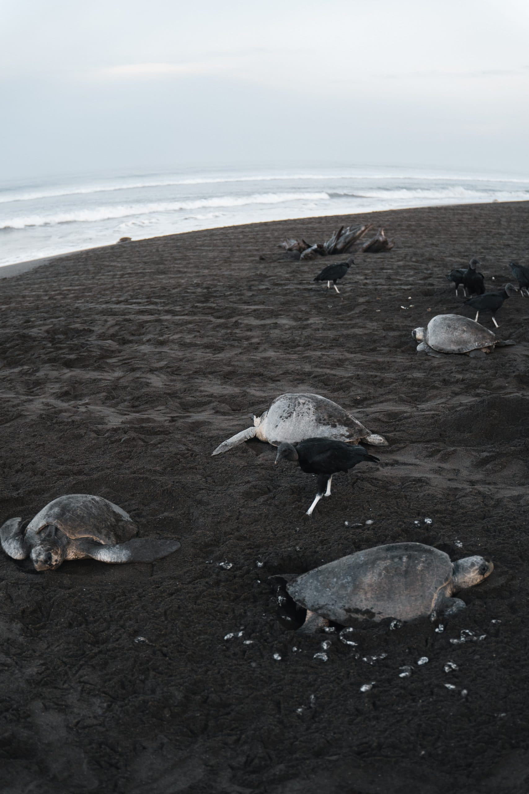 Tamarindo Turtle Nesting Tour, photo 1