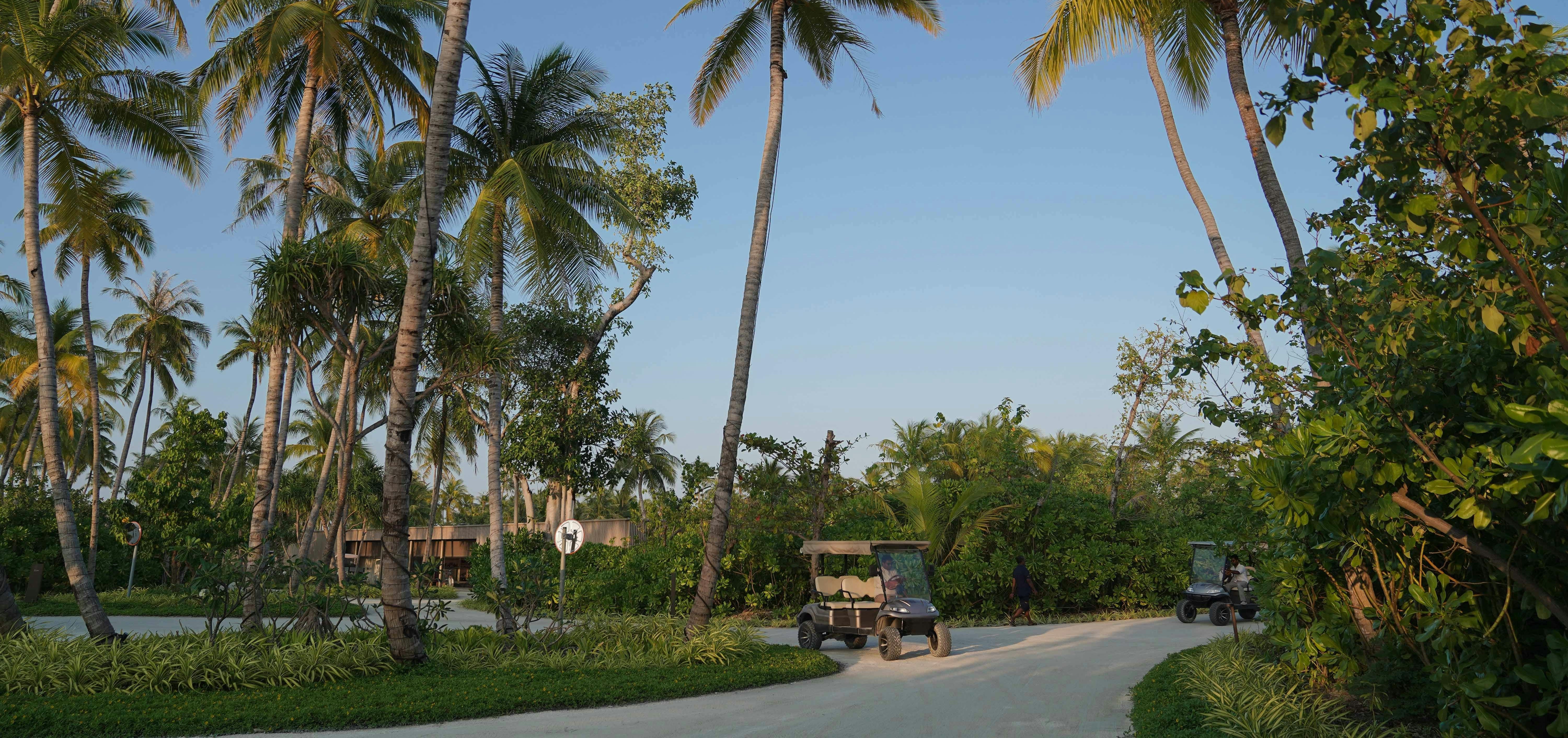 golf cart tamarindo palm trees